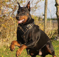 Ultra Leather Dog Harness for Doberman -Tracking Harness