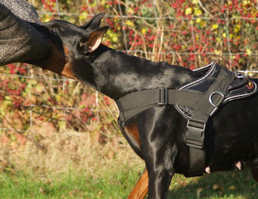 Doberman Training Dog Harness - Working dog Harness for Doberman