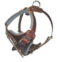 How to Put on a Dog Harness on doberman