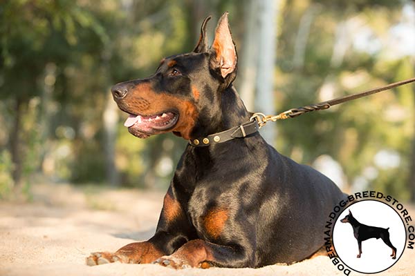 Gorgeous decorated leather Doberman collar at affordable price