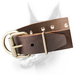 Doberman collar with strong buckle