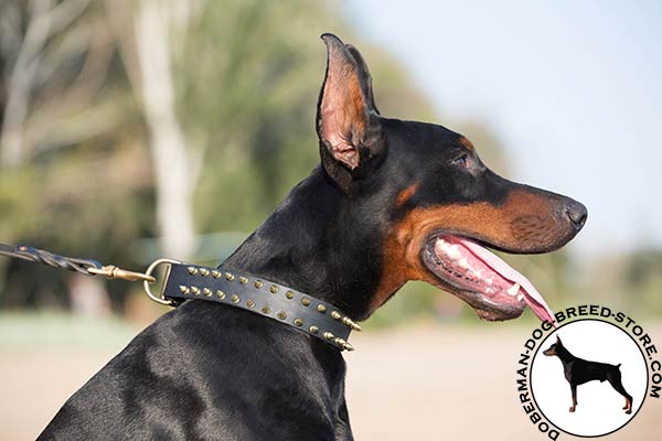 Wonderful Doberman collar made of dog-friendly materials