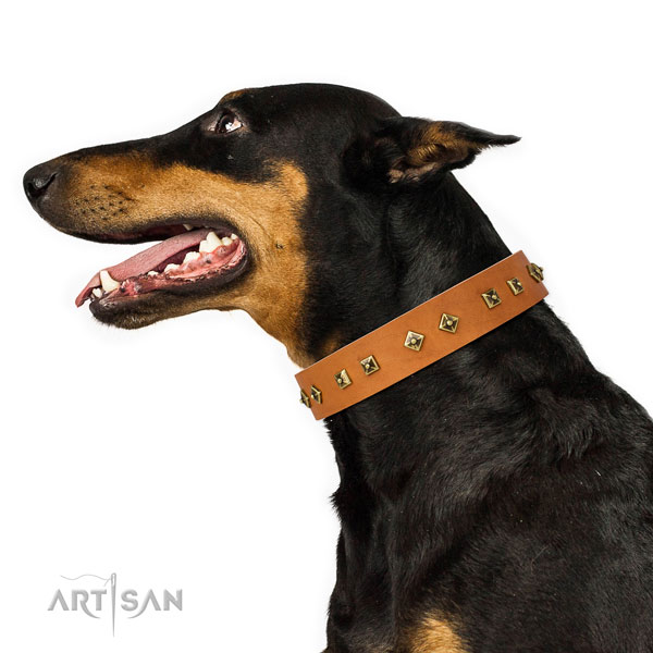 Top notch embellishments on everyday walking dog collar