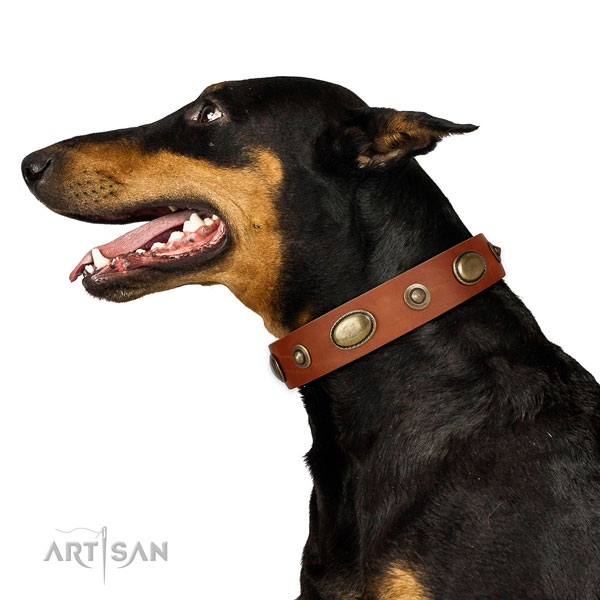 Fancy walking dog collar of leather with top notch adornments