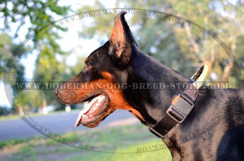 Doberman Nylon Collar