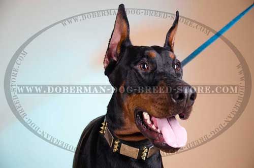 Amazingly Adorned Leather Canine Collar for Dobermans 