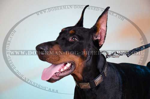 Perfectly Decorated Leather Doberman Collar 
