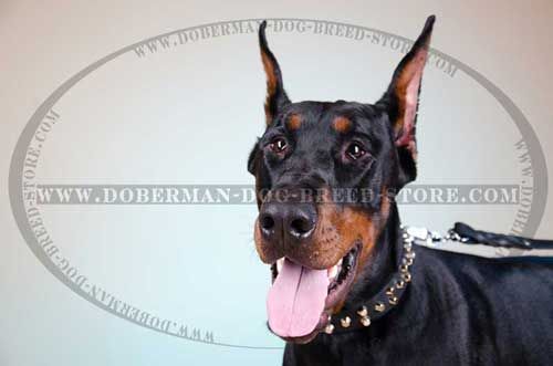 Best Walking Leather Dog Collar for Dobermans