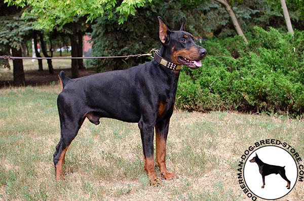 Exclusive leather Doberman collar for walking