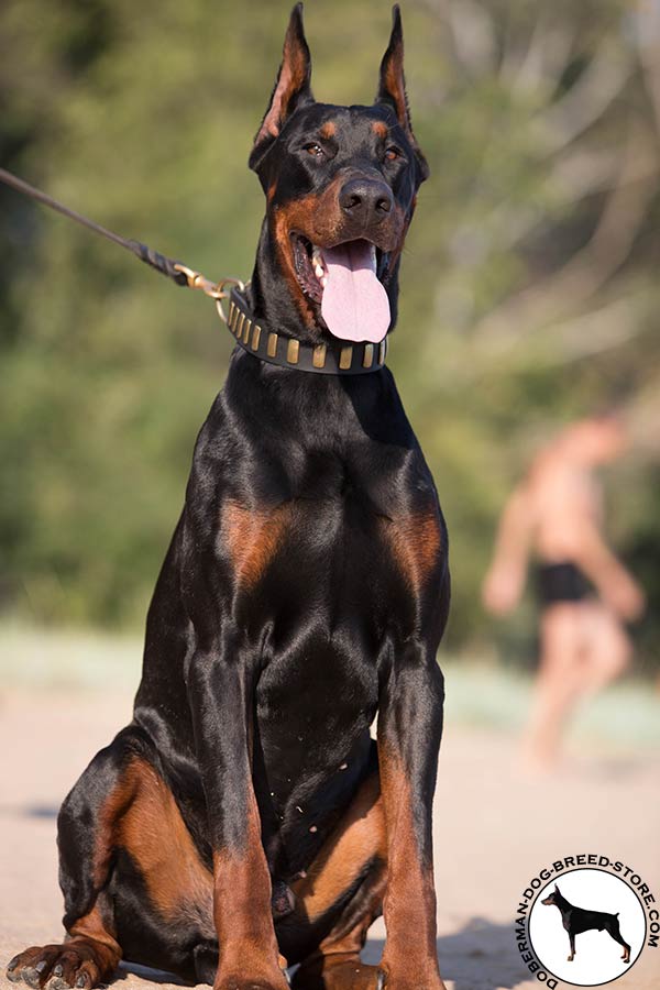 Appealing Doberman collar with brass decorations
