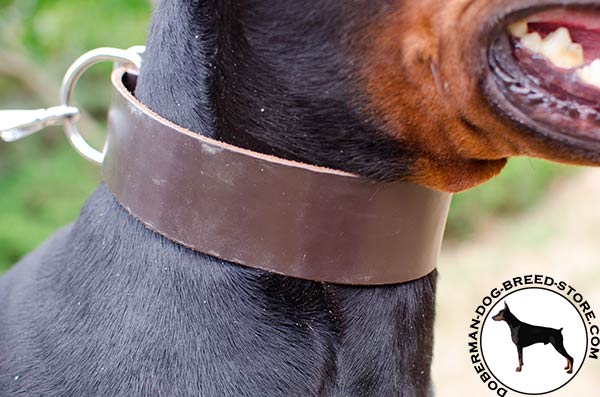 Royal quality leather collar for Doberman