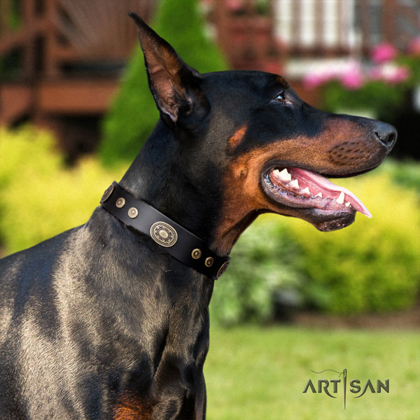 Doberman incredible full grain leather collar with studs for your doggie