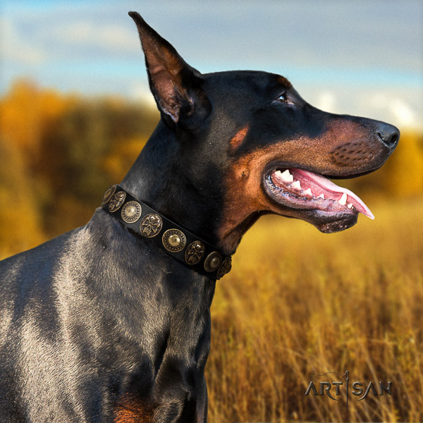 Doberman basic training natural genuine leather dog collar with embellishments