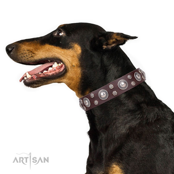 Doberman comfortable full grain leather dog collar for everyday walking