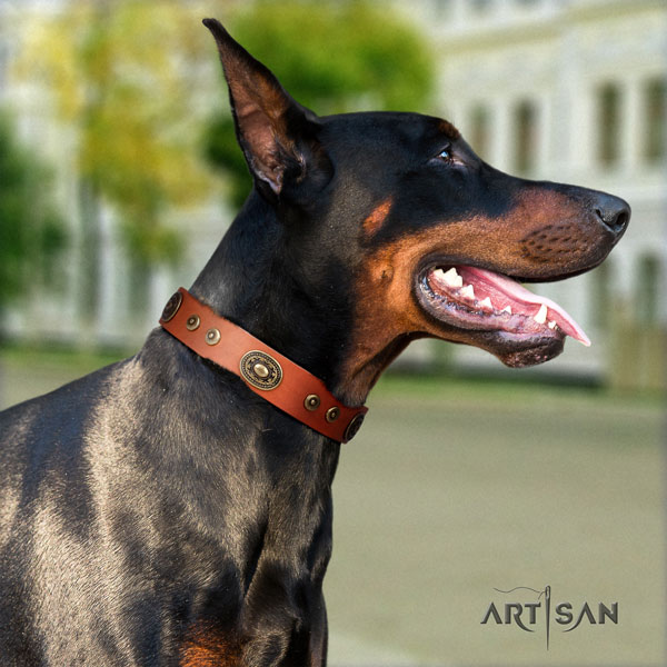 Doberman incredible natural genuine leather collar with adornments for your four-legged friend