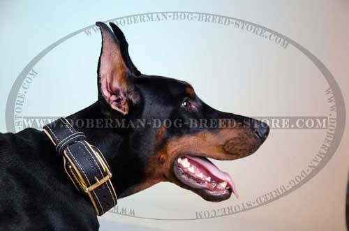 Soft Leather Canine Collar for Dobermans