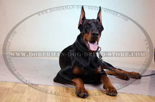 Custom Made Leather Dog Collar for Doberman's Walking/Training