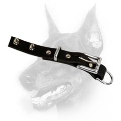 Classy leather dog collar for Doberman breed