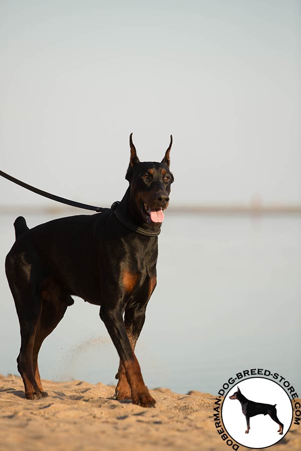 Doberman black leather collar with rust-resistant brass plated hardware for basic training