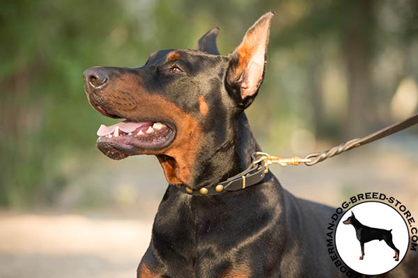Doberman black leather collar with corrosion resistant hardware for daily activity