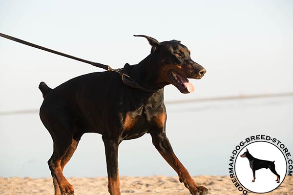Doberman black leather collar of high quality with traditional buckle for basic training