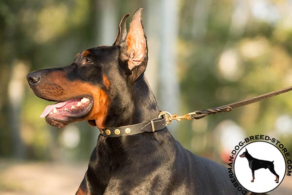 Doberman black leather collar with rust-proof hardware for perfect control