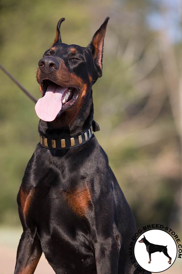 Doberman black leather collar of genuine materials with plates for basic training