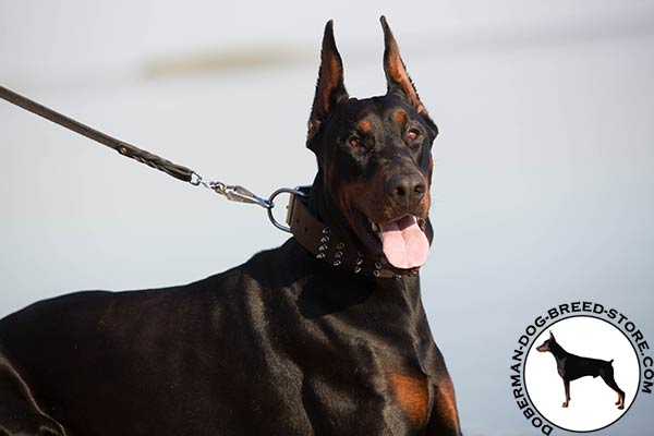 Doberman brown leather collar with corrosion resistant nickel plated fittings for advanced training