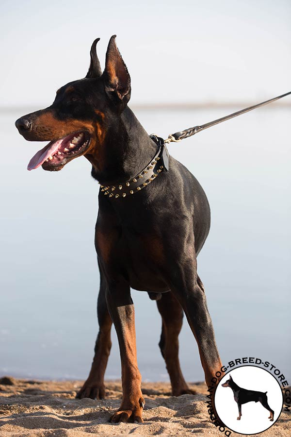 Doberman black leather collar of classic design with spikes for any activity