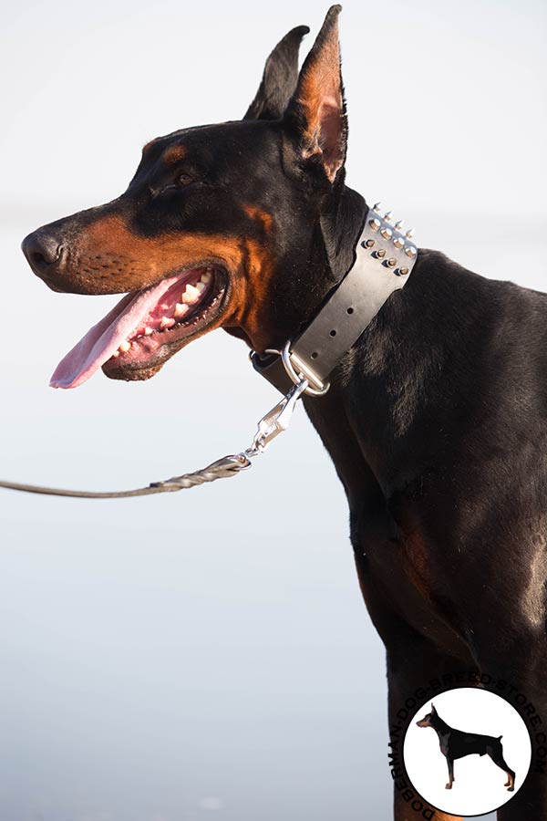 Doberman black leather collar of genuine materials adorned with spikes and studs  for walking