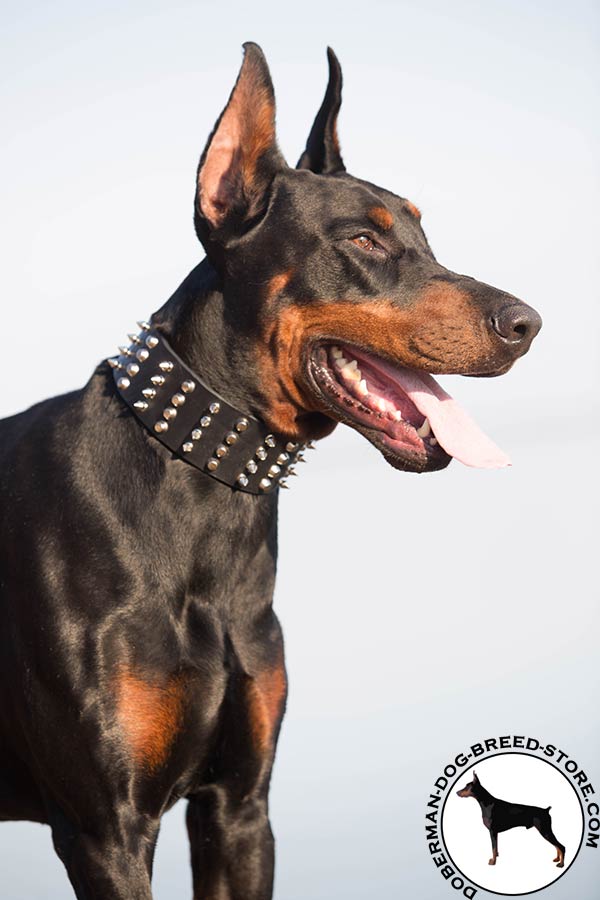 Doberman black leather collar with rust-free fittings for professional use