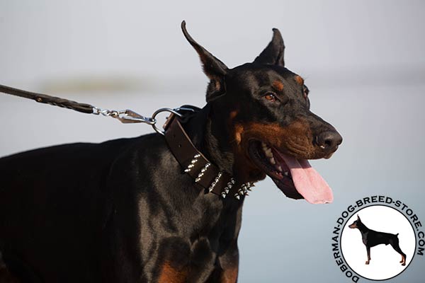 Doberman brown leather collar wide with spikes for utmost comfort
