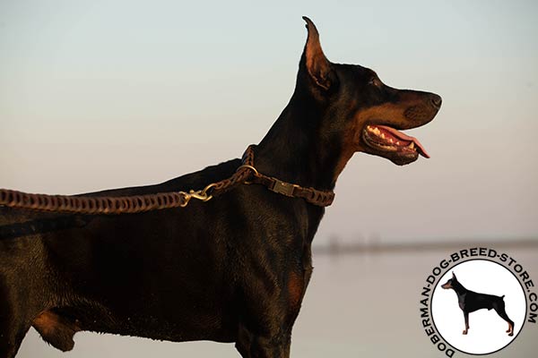Doberman brown leather collar with durable fittings for walking
