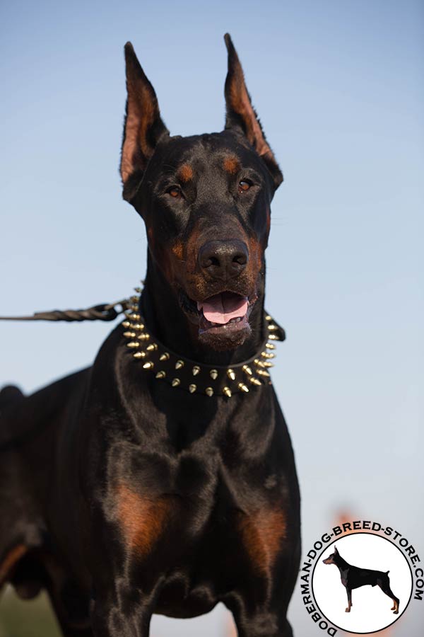 Doberman black leather collar with rust-proof hardware for daily activity