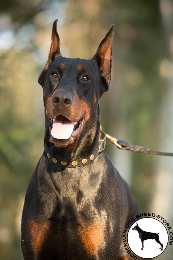 Doberman black leather collar with corrosion resistant fittings for basic training