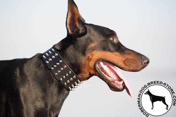 Doberman black leather collar of lightweight material with d-ring for leash attachment for professional use