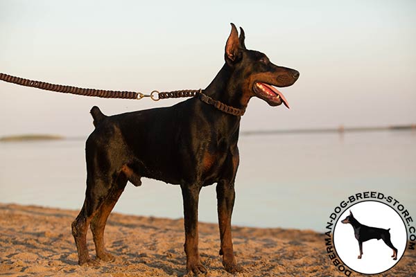 Doberman brown leather collar with strong hardware for better comfort