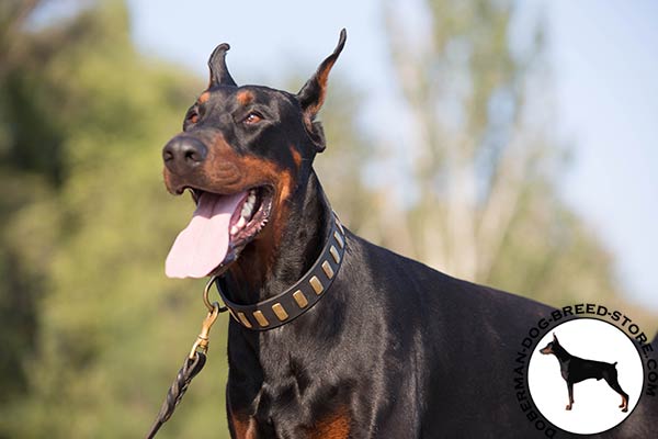 Doberman black leather collar of lightweight material with plates for better comfort