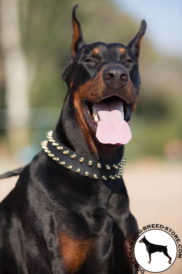 Doberman black leather collar of genuine materials with d-ring for leash attachment for professional use