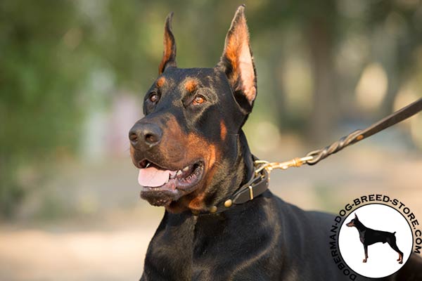 Doberman black leather collar with reliable hardware for any activity