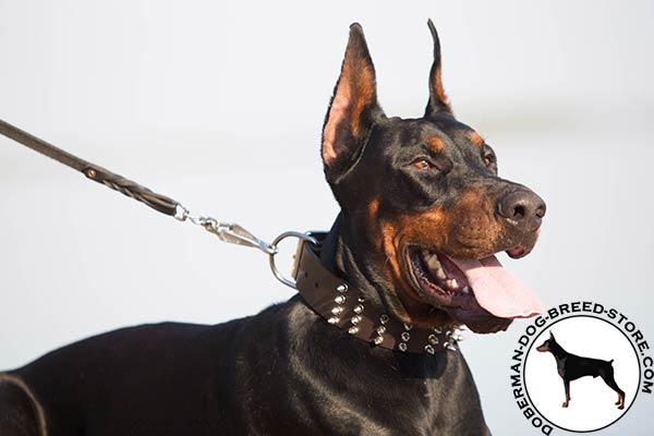 Doberman brown leather collar of classic design with traditional buckle for professional use