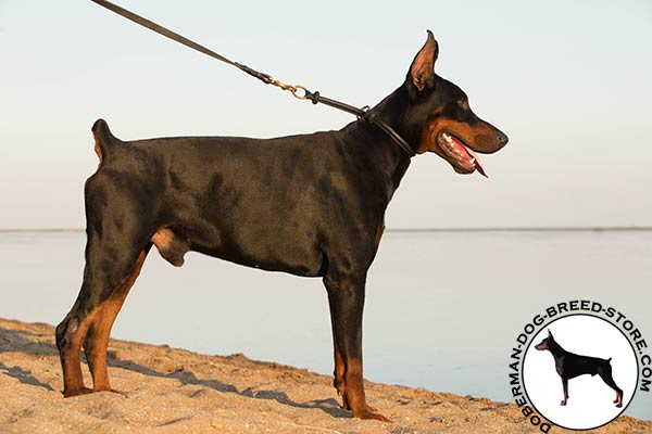 Doberman black leather collar of genuine materials with brass plated fittings for better comfort