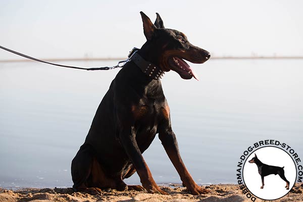Doberman black leather collar with reliable fittings for daily walks