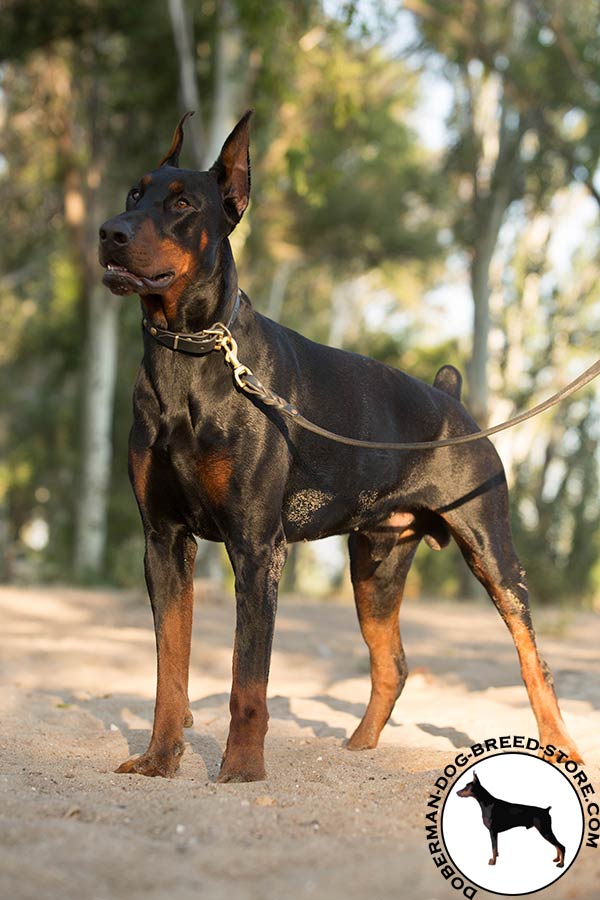 Doberman black leather collar of high quality with d-ring for leash attachment for basic training