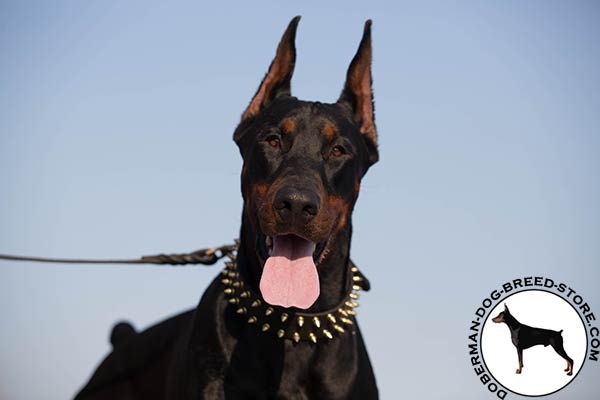Doberman black leather collar with rustless fittings for perfect control