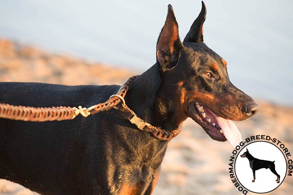 Doberman brown leather collar of lightweight material with quick release buckle for professional use