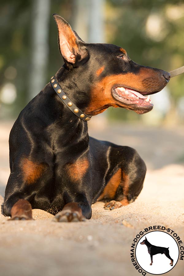 Doberman black leather collar of genuine materials adorned with studs for daily walks