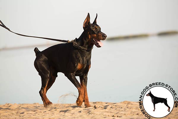Doberman black leather collar with strong fittings for improved control