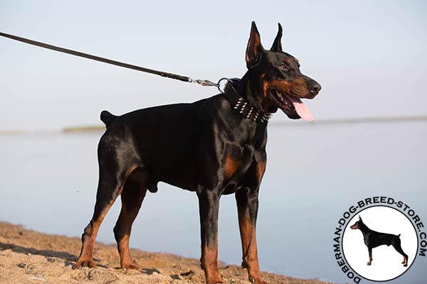 Doberman brown leather collar with reliable hardware for daily activity