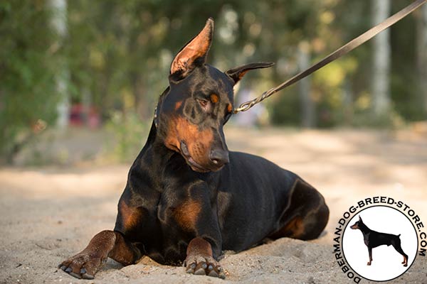 Doberman black leather collar with non-corrosive fittings for tracking